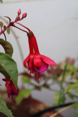 Hummingbird fuchsia, Scharlach Fuchsie, Fuchsia de Magellan, Fucsia magellanica, Chilco, Brinco de princesa - Fuchsia Magellanica - Onagraceae