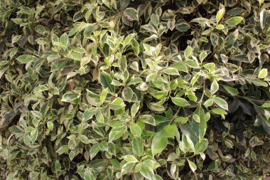 Ficus variegata, Weeping Chinese Banyan, Weeping Fig, Variegated Fig, Figuier benjamina, Figueira benjamim - Ficus benjamina - Moraceae