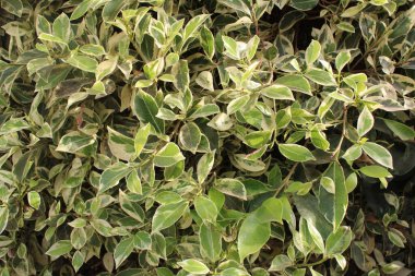 Ficus variegata, Weeping Chinese Banyan, Weeping Fig, Variegated Fig, Figuier benjamina, Figueira benjamim - Ficus benjamina - Moraceae