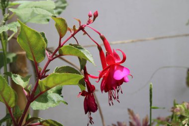 Hummingbird fuchsia, Scharlach Fuchsie, Fuchsia de Magellan, Fucsia magellanica, Chilco, Brinco de princesa - Fuchsia Magellanica - Onagraceae