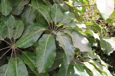 Queensland şemsiye ağacı, Palmier lierre d 'Australie, Cheflera, Arbol paraguas, rvore guarda chuva, Strahlenaralie - Heptapleurum actinophyllum, Schefflera actinophyllum - Araliaceae
