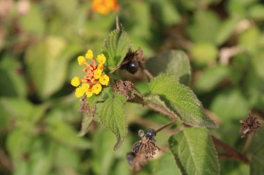 Yabani adaçayı, lantanier, camara com, Lantanier, Galabert, Wandelrschen, Sucamillo donevai, Cambar verdadeiro, Bandera espaola - Lantana camara - Verbenaceae