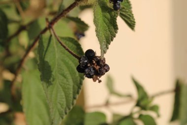 Yabani adaçayı, lantanier, camara com, Lantanier, Galabert, Wandelrschen, Sucamillo donevai, Cambar verdadeiro, Bandera espaola - Lantana camara - Verbenaceae