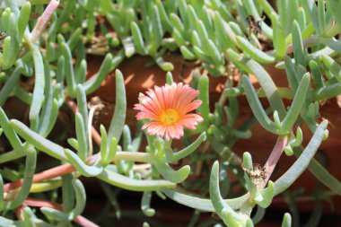 Coppery vygie, Crocea ice-lant, Malphora safran, Afrikanische Mittagsblume, Mesembriantemo, Choro, Rayito de sol - Malephora crocea - Aizoaceae