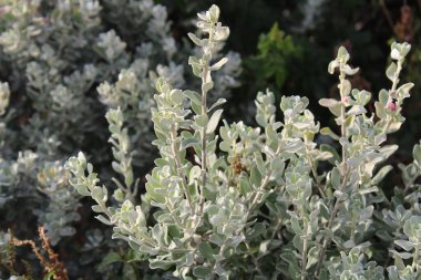 Mor adaçayı, Teksas gümüşyaprağı, Texas Barometre Bush, Texas bilgesi, Sauge du Texas, Sauge du Mexico - Leucophyllum frutescens - Scrophulariaceae, Scrophulariaces