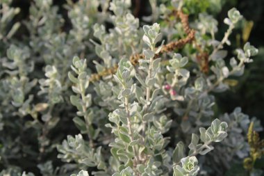 Mor adaçayı, Teksas gümüşyaprağı, Texas Barometre Bush, Texas bilgesi, Sauge du Texas, Sauge du Mexico - Leucophyllum frutescens - Scrophulariaceae, Scrophulariaces
