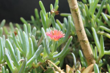 Coppery vygie, Crocea ice-lant, Malphora safran, Afrikanische Mittagsblume, Mesembriantemo, Choro, Rayito de sol - Malephora crocea - Aizoaceae