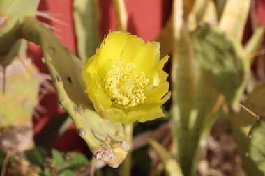 Dik armut, Oponce stricte, Nopal rig, Palma de espinho, Arumbeba redonda, Chumbera, Fico d 'lndia compatto - Opuntia stricta - Cactaceae