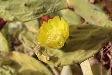 Dik armut, Oponce stricte, Nopal rig, Palma de espinho, Arumbeba redonda, Chumbera, Fico d 'lndia compatto - Opuntia stricta - Cactaceae