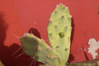 Dik armut, Oponce stricte, Nopal rig, Palma de espinho, Arumbeba redonda, Chumbera, Fico d 'lndia compatto - Opuntia stricta - Cactaceae