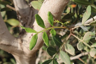 Chios mastictree, Lentisk, Pistachier mercimek, Arbre au mastic, Lentisque d 'Espagne - Pistacia mercimeği - Anacardiaceae, Anacardiaces