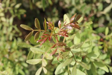 Chios mastictree, Lentisk, Pistachier mercimek, Arbre au mastic, Lentisque d 'Espagne - Pistacia mercimeği - Anacardiaceae, Anacardiaces