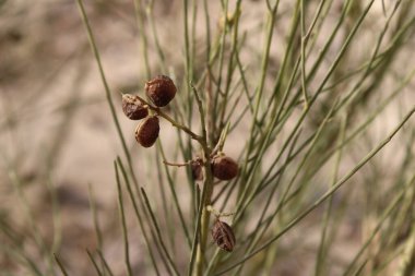 Gelin Peçesi Broom, Beyaz Süpürge, Zaadcellen Brem, Rtama une graine, Rtama blanc, Ginestra bianca, Janowiec retam, Piorno blanco, Retama blanca - Retama monosperma - Fabaceae
