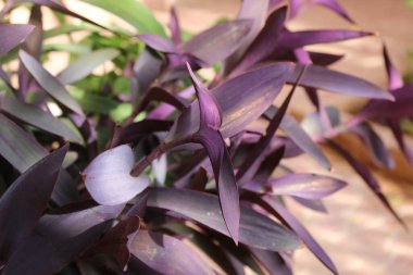 Mor Kalp, Mor Kraliçe, Misre pourpre, Meksika Dreimasterblume, Miseria, Trapoeraba, Purpurina, Regina purpurie, Tapete - Tradescantia pallida - Commelinaceae