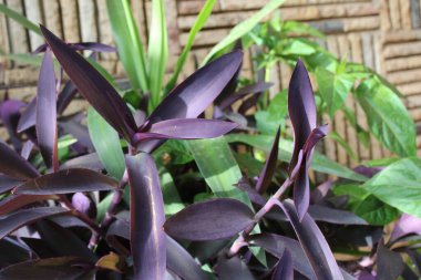 Mor Kalp, Mor Kraliçe, Misre pourpre, Meksika Dreimasterblume, Miseria, Trapoeraba, Purpurina, Regina purpurie, Tapete - Tradescantia pallida - Commelinaceae