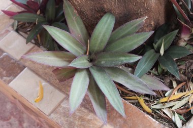 Beşikteki Musa, Cradleblade, Misre glaive, Trapoeraba espada, Cuna de espada, Magueyito, Tradescantia spartana - Tradescantia spathacea - Commelinaceae