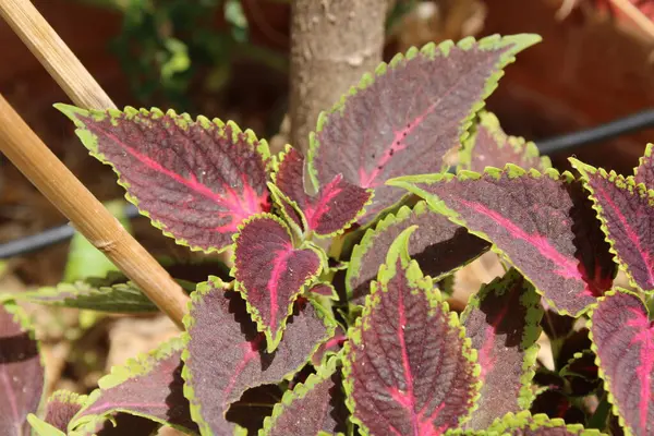 Flybush, Hullwort, Scutellaria Coleus, Plectranthe fausse scutellaire, Colus - Plectranthus scutellarioides, Coleus scutellarioides, Solenostemon scutellarioides, Coleus blumei - Lamiaceae, Lamiaces
