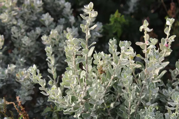 Mor adaçayı, Teksas gümüşyaprağı, Texas Barometre Bush, Texas bilgesi, Sauge du Texas, Sauge du Mexico - Leucophyllum frutescens - Scrophulariaceae, Scrophulariaces