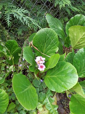 Fil kulaklı, Bergnia feilles charnues, Bergnie, l 'Oreille d' lphant - Bergenia crassifolia - Saxifragaceae