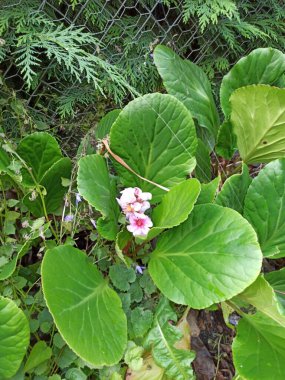 Fil kulaklı, Bergnia feilles charnues, Bergnie, l 'Oreille d' lphant - Bergenia crassifolia - Saxifragaceae