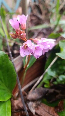 Fil kulaklı, Bergnia feilles charnues, Bergnie, l 'Oreille d' lphant - Bergenia crassifolia - Saxifragaceae