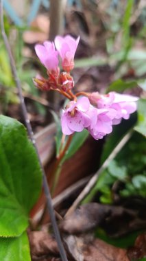 Fil kulaklı, Bergnia feilles charnues, Bergnie, l 'Oreille d' lphant - Bergenia crassifolia - Saxifragaceae