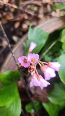 Fil kulaklı, Bergnia feilles charnues, Bergnie, l 'Oreille d' lphant - Bergenia crassifolia - Saxifragaceae