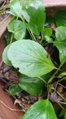 Fil kulaklı, Bergnia feilles charnues, Bergnie, l 'Oreille d' lphant - Bergenia crassifolia - Saxifragaceae