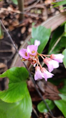 Fil kulaklı, Bergnia feilles charnues, Bergnie, l 'Oreille d' lphant - Bergenia crassifolia - Saxifragaceae