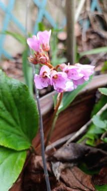 Fil kulaklı, Bergnia feilles charnues, Bergnie, l 'Oreille d' lphant - Bergenia crassifolia - Saxifragaceae