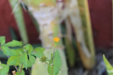 21, İspanyol iğneleri, Bident poilu, Herbe d 'aiguille, Mozote, Forbicina pelosa - Bidens pilosa - Asteraceae, Astraces