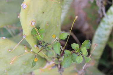 21, İspanyol iğneleri, Bident poilu, Herbe d 'aiguille, Mozote, Forbicina pelosa - Bidens pilosa - Asteraceae, Astraces