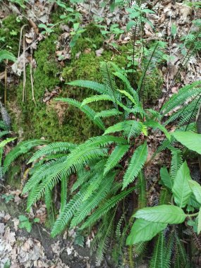 hard fern, Deer fern, Blechnum en pi, Struthioptride en pi - Struthiopteris spicant, Blechnum spicant - Blechnaceae, Blechnaces