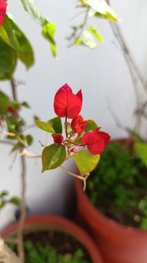Hybrid Bougainvillea, Bougainvillier hybride - Bougainvillea Buttiana Nyctaginaces, Nyctaginaceae