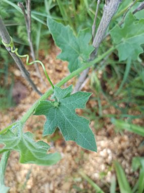 Cretan bryony, English mandrake, Brôdioque - Bryonia cretica - Cucurbitaces, Cucurbitaceae