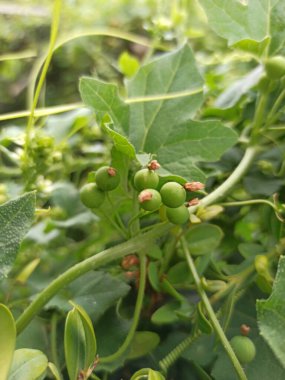 Cretan bryony, English mandrake, Brôdioque - Bryonia cretica - Cucurbitaces, Cucurbitaceae