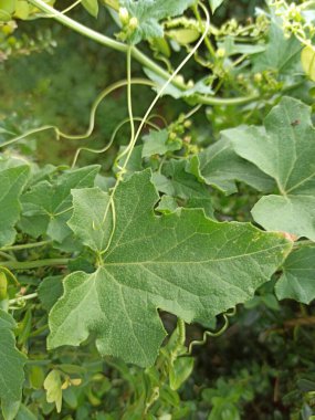 Cretan bryony, English mandrake, Brôdioque - Bryonia cretica - Cucurbitaces, Cucurbitaceae