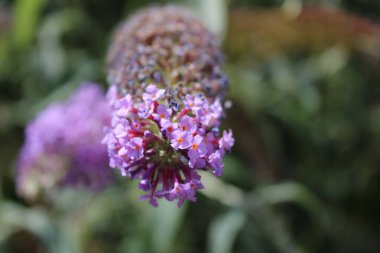 Kelebek çalısı, Buddleia de David, Buddleia du pre David, Arbre aux papillons - Buddleja davidii - Scrofulariaces, Scrofulariaceae