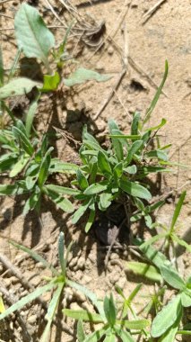 Marigold, souci des champs, souci sauvage - Calendula arvensis - Asteraceae, Astraces