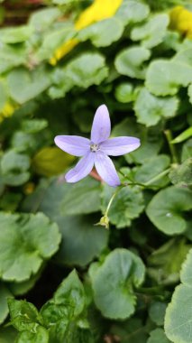 Adriyatik çan çiçeği, Gargano Çan Çiçeği, Campanule toile, Campanule de Gargano - Campanula garganica - Campanulaceae, Campanulaceae 
