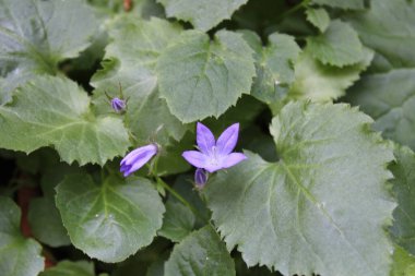 Campanula poscharskyana - Campanule de Poscharsky - Takip eden Çan Çiçeği