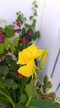 Can 't hybrida - Can' t Lily - Balisier hybride, Canna de jardin - Cannaceae - Cannaces