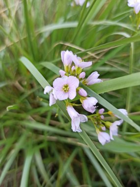 Cuckoo çiçeği, Lady 'nin önlüğü, Mayflower, Milkmaid, Cardamine des prs, Cresson des pratensis - Cardamine pratensis - sutyenler, Brassicaceae