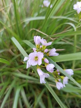 Cuckoo çiçeği, Lady 'nin önlüğü, Mayflower, Milkmaid, Cardamine des prs, Cresson des pratensis - Cardamine pratensis - sutyenler, Brassicaceae