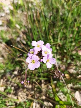 Cuckoo flower, Lady's smock, Mayflower, Milkmaids, Cardamine des prs, Cresson des prs - Cardamine pratensis - Brassicaces, Brassicaceae