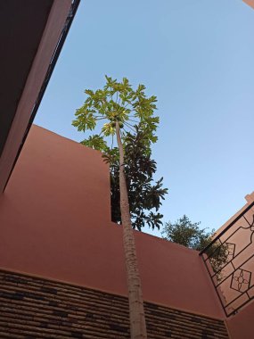 Pawpaw, Ağaç Kavunu, Papayer bildirisi, Papaia, Mamo, Papaia, Lechosa - Carica Papaya - Karikatür