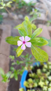 Pelerin menekşesi, Madagaskar menekşesi, gül menekşesi, Catharanthe gülü, Pervenche de Madagaskar - Catharanthus gülü - Apocynaces, Apocynaceae 