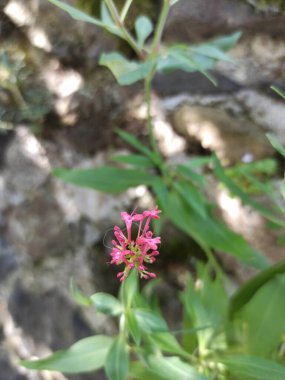 Red valerian, Jupiter's beard, Centranthe rouge, Lilas d'Espagne, Valriane rouge - Centranthus ruber, Valeriana rubra - Caprifoliaces, Caprifoliaceae