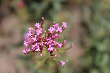 Red valerian, Jupiter's beard, Centranthe rouge, Lilas d'Espagne, Valriane rouge - Centranthus ruber, Valeriana rubra - Caprifoliaces, Caprifoliaceae