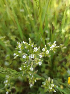 Mouse ear chickweed, Sticky chickweed, Ceraiste agglomere, Mouron d'alouette, Knauel Hornkraut, Peverina dei campi, Erva de galinha, dazaix chuuya, Oreja de raton - Cerastium glomeratum - Caryophyllaceae